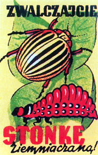 Zwalczajcie stonkę ziemniaczaną