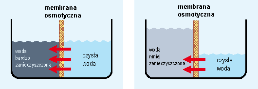 Jak działa osmoza naturalna