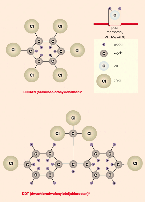 Porównanie cząstki wody z cząstką lindianu i DDT